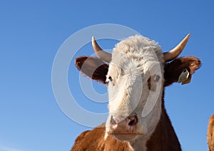 A close-up portrait of a red-haired farm cow