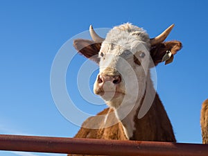 A close-up portrait of a red-haired farm cow