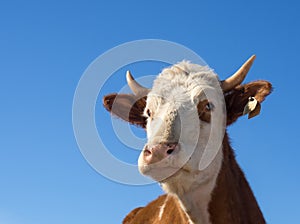 A close-up portrait of a red-haired farm cow
