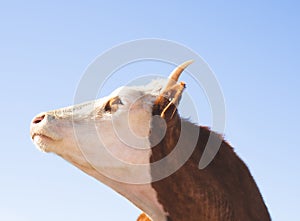 A close-up portrait of a red-haired farm cow