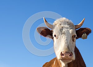 A close-up portrait of a red-haired farm cow