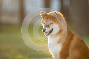 Close-up Portrait of red Shiba inu dog in the garden at golden sunset in summer. Cute japanese shiba inu in backlight
