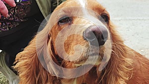 Close up portrait of a red spaniel. Family idyll with a pet