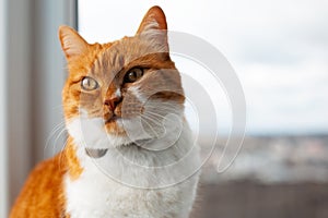 Close-up portrait of red-white cat window. Copy space