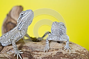 Close up portrait of reptile bearded dragons