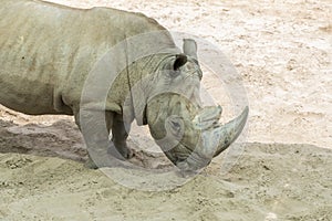 Close up portrait of rhino, profile. Rhino in the dust and clay walks