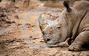 Close up portrait of a rhinoceros head in profile