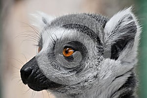 Close up portrait of ring-tailed lemur catta