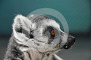 Close up portrait of ring-tailed lemur catta