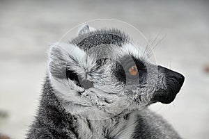 Close up portrait of ring-tailed lemur catta