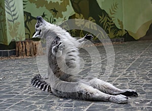 Close Up portrait Of Ring Tailed Lemur, posing monkey