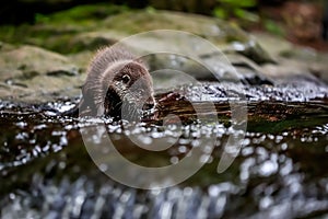 Close-up portrait of a river otter in its natural environment.
