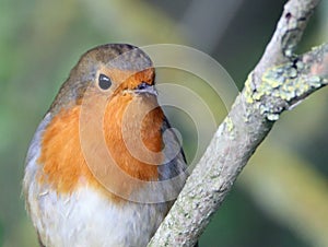 Close-up portrait of a robin showing feather detail