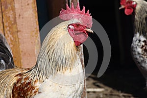 Close up portrait of a rooster on poultry yard