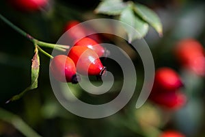 Close up portrait of rose hep, rose haw or rose hip berries still hanging on a branch inbetween the leaves of the bush of the photo