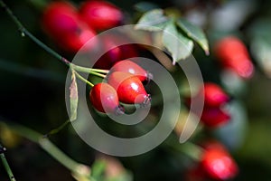 Close up portrait of rose hip, rose haw or rose hep berries still hanging on a branch inbetween the leaves of the bush of the photo