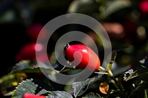 Close up portrait of a rose hip, rose hep or rose haw berry still hanging on a branch inbetween the leaves of the bush of the photo
