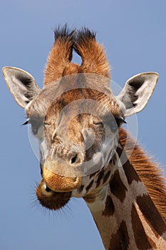 Close-up portrait of a Rothschild Giraffe