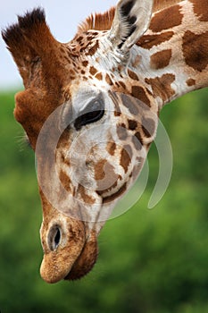 Close-up portrait of a Rothschild Giraffe