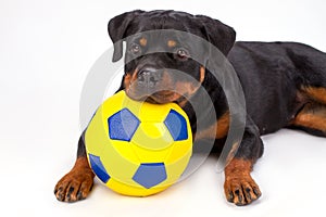 Close up portrait rottweiler with soccer ball.