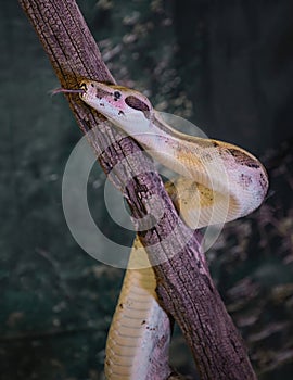 a close up portrait of a royal python