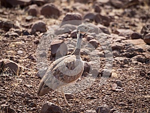 Close-up portrait of Rueppell`s Bustard or Heterotetrax rueppelii bird, Palmwag Concession, Namibia, Africa