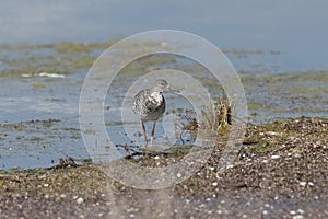 Close up portrait of a ruff female