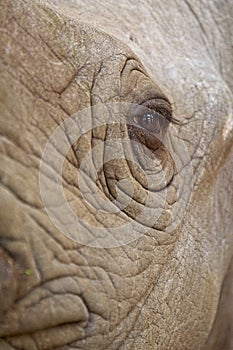 Close up portrait of a Sad looking eye of a black rhino