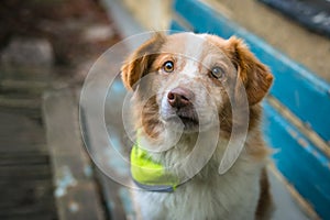 Close up portrait of sad looking mixed breed brown and white dog