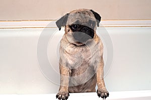 Close up portrait of a sad and wet pug dog in the bathroom at home