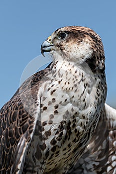 Close up portrait of a saker falcon