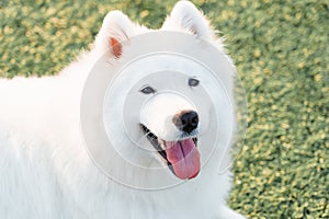Close-up portrait of a Samoyed dog in sunny weather