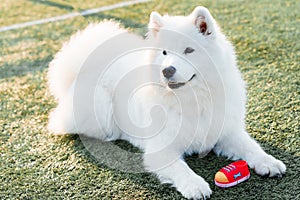 Close-up portrait of a Samoyed dog in sunny weather