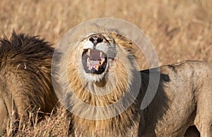 Close up portrait of Sand River or Elawana Pride male lion, Panthera leo, yawning and showing teeth while standing