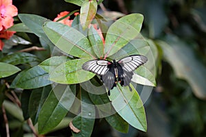 Close-up portrait of Scarlet Mormon or red Mormon