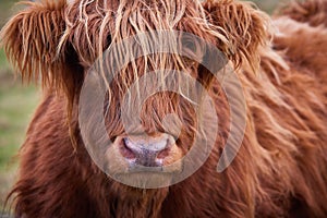 Close up portrait of Scottish alpine cow from the highlands, on farm in Ireland, Co.Donegal