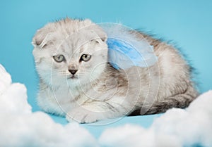 Close up portrait of a scottish kitten with little blue angel wings.