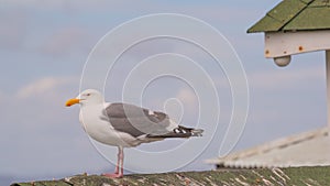 Close up portrait of sea gull  on roof of structure with sunny blue skies and puffy white clouds in background - Fisherman