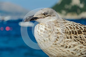 Close up portrait of a Sea gull standing on the stone