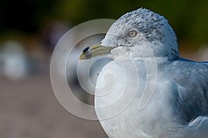 Seagull close up portrait