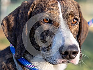 Close up portrait of a Segugio Maremmano rescue dog.