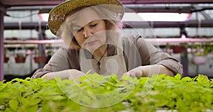 Close-up portrait of senior Caucasian woman in straw hat checking growth if plants in hothouse. Professional agronomist