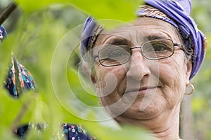 Close-up portrait of a senior Muslim woman gardening cucumber pl