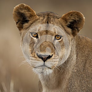 Close-up portrait of Serengeti National Park