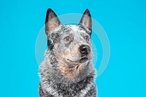 Close up portrait of serious face of blue heeler or australian cattle dog against blue background.