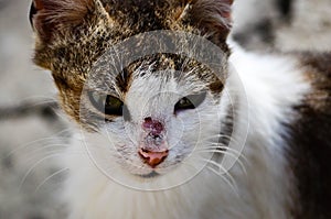 Close up portrait of serious wounded cat with long whiskers