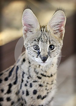 Close-up portrait of serval