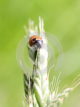 Close-up portrait of a seven-spot ladybird on a green ear of wheat