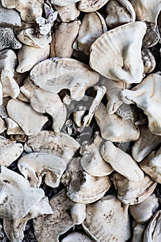 close-up portrait of several white sea shells together as texture