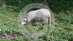 Close up portrait of sheep grazing on hillside in rural Portugal